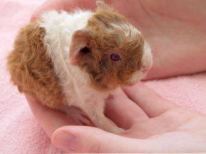 Guinea Pig baby. About 8 hours old.