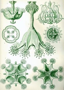 Bägervandmænd fra Ernst HaeckelsKunstformen der Natur (1904)