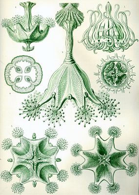 Staalglaagen uun: Ernst Haeckel, Kunstformen der Natur, 1904