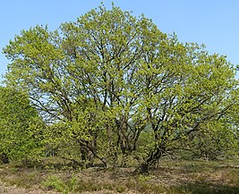 Oude hakhoutstoof van wintereik