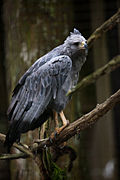 Harpyhaliaetus coronatus -captive-8b.jpg