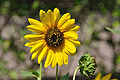 Helianthus debilis