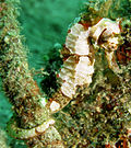 Miniatura per Hippocampus spinosissimus
