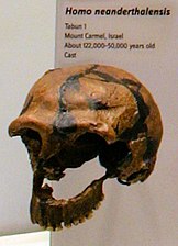 Homo neanderthalensis fossil from Tabun C1 (replica). 120000 – 50000 BP (Israel Museum)