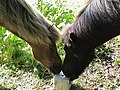 Chevaux dans la campagne de Haninge