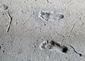 Ancient footprints of Acahualinca, Nicaragua