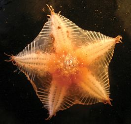 Hymenaster pellucidus