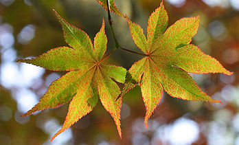 Feuilles d'érable japonais (Acer japonicum). (définition réelle 2 100 × 1 271)