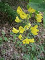 Laburnum anagyroides