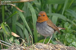 Japanse roodborst