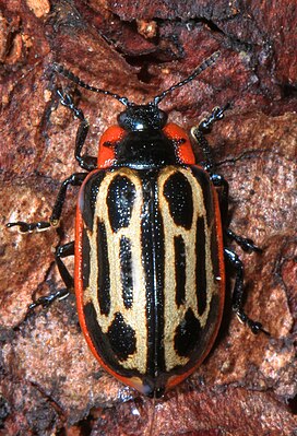 Leaf Beetle - Chrysomela scripta, Gumbo Limbo Trail, Everglades National Park, Homestead, Florida.jpg