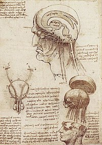 Leonardo Da Vinci's Brain Physiology.jpg