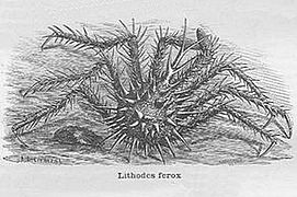 Lithodes ferox