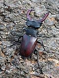 Miniatura para Lucanus cervus