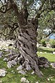 Stamm eines Olivenbaums (Olea europaea) im Naturreservat Olive-Gardens in Lun auf der Insel Pag