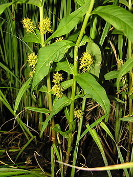 Puokštinė poraistė (Lysimachia thyrsiflora)