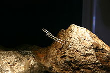 Lodestone in the Hall of Gems of the Smithsonian Magnetite Lodestone.jpg