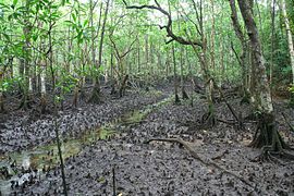 Pantanal de manguezais em Cape Tribulation.