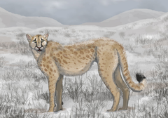 Description de l'image Miracinonyx (american cheetah).png.