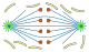 Mitosis classification open orthomitoses.svg