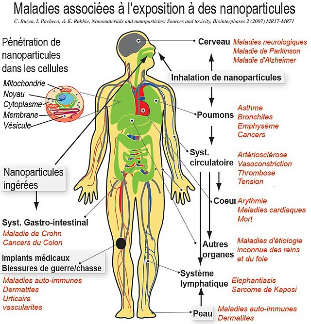 Représentation schématique d'un homme en coupe, associé à une présentation de risques liés aux nanoparticules.