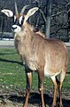 Roan antelope