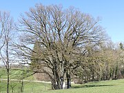 ND Eiche (Quercus robur) in der Nähe von Pfaffenberg