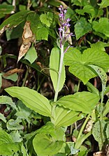 Nyutslagen blomma