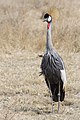 27 NgoroNgoro Suedafrika-Kronenkranich