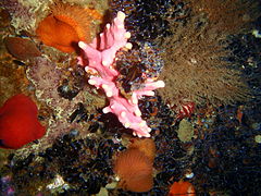 Assorted reef life at the pinnacle