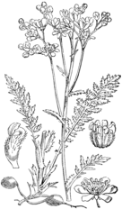 Gomoljasti oslad. (Spiraéa filipéndula.) [sic!]<br>Illustration #374 in: Martin Cilenšek: Naše škodljive rastline, Celovec (1892)