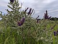 Amorpha canescens Lead Plant. Restoration Trail - Camden State Park, MN. 20210708.