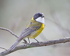 Pachycephala pectoralis - Risdon Brook