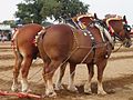 Suffolk punch-hestar med strå og band fletta inn i man og hale før ein pløyedemonstrasjon.