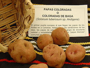 Papas coloradas Solanum tuberosum andigena can...