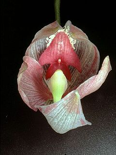Description de l'image Paphinia seegeri Orchi 02.jpg.