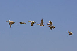 Kroekoppelikanen in vlucht