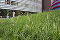 Pennisetum sp. P. alopecuroides ? (partie gauche du tableau)