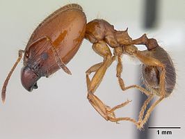 Pheidole cornicula