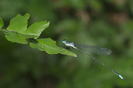 male