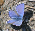 Un papillon aux ailes bleu azur déployées.