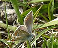 2 Polyommatus icarus