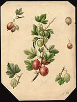 Image of gooseberries (scientific name: Ribes).