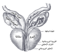 الحويصلات المنوية وأمبولة الأسهر، كما تظهر من الأمام.