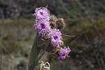 Miniatura para Proteopsis