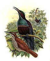 Magnificent riflebird male and female