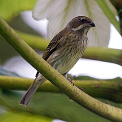 ♀ Spindalis portoricensis