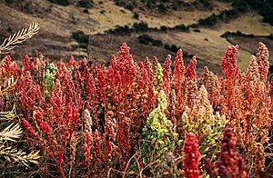 Quinua (Quinoa) plants near Cachora, Apurímac,...