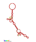 Listeria snRNA rli37: Predicted secondary structure taken from the Rfam database. Family RF01493.