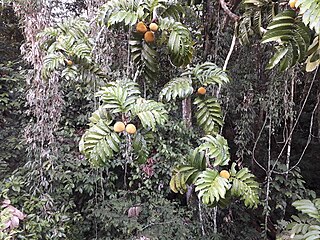 foliage and fruit